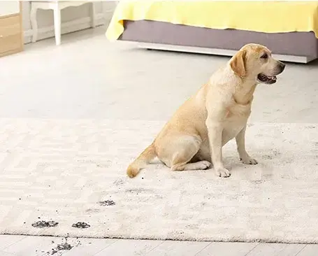 Area-rug-care Dog's dirty footprints on rug | CR Carpet