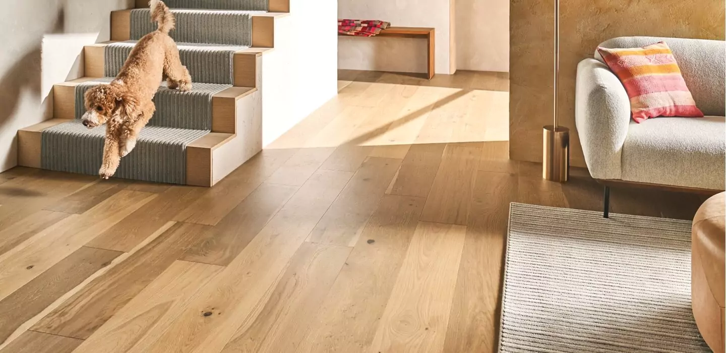 lightening-your-hardwood Dog on stairs | CR Carpet